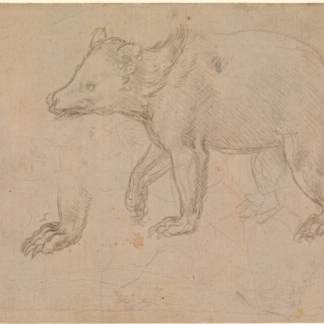 A Bear Walking by Leonardo da Vinci