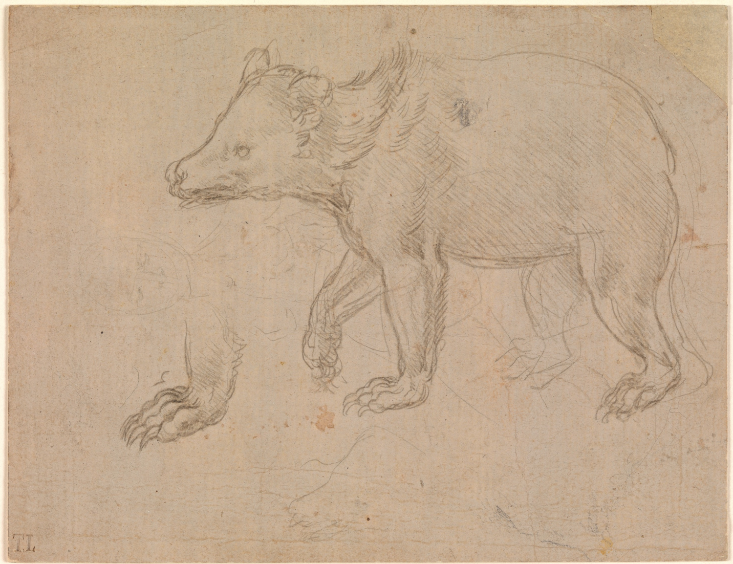 A Bear Walking by Leonardo da Vinci