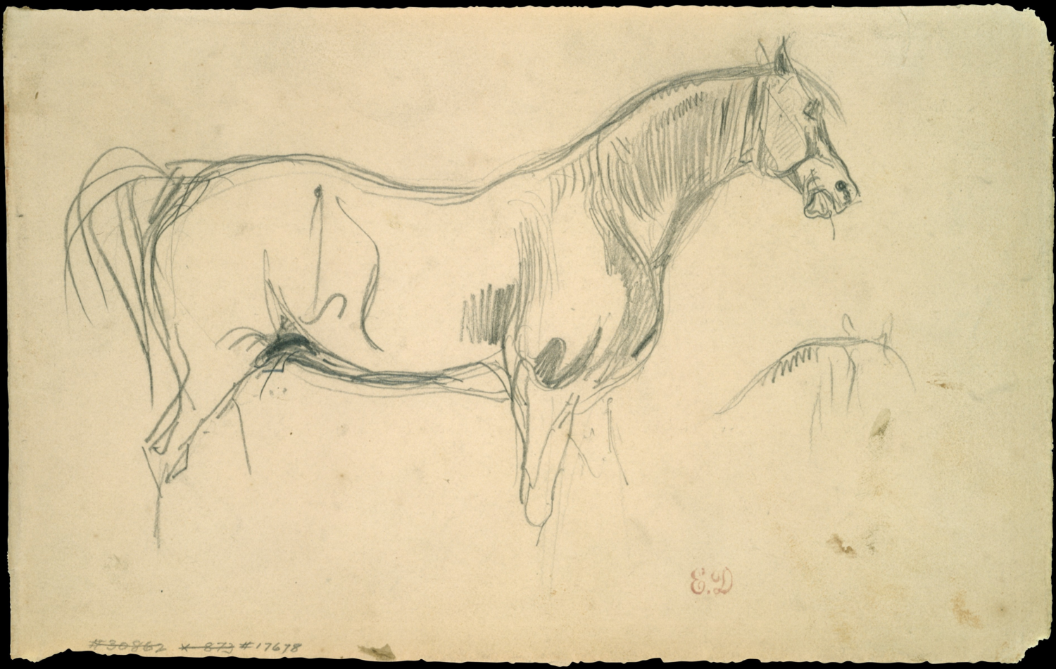 Studies of a Horse in Profile by Eugène Delacroix