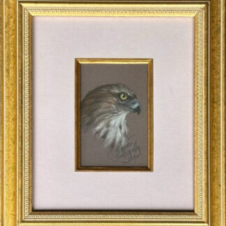 Nancy West - Signed Original Pastel - Cooper's Hawk